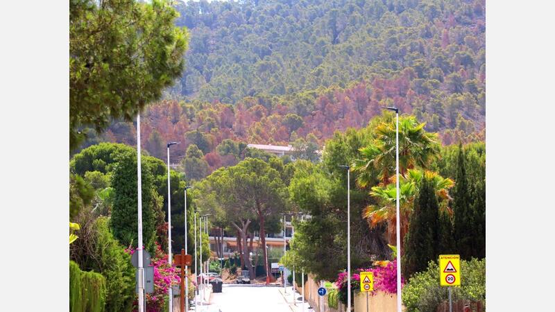 El PSOE alerta del avance del “picudo” del pino en parques y espacios naturales de Benidorm